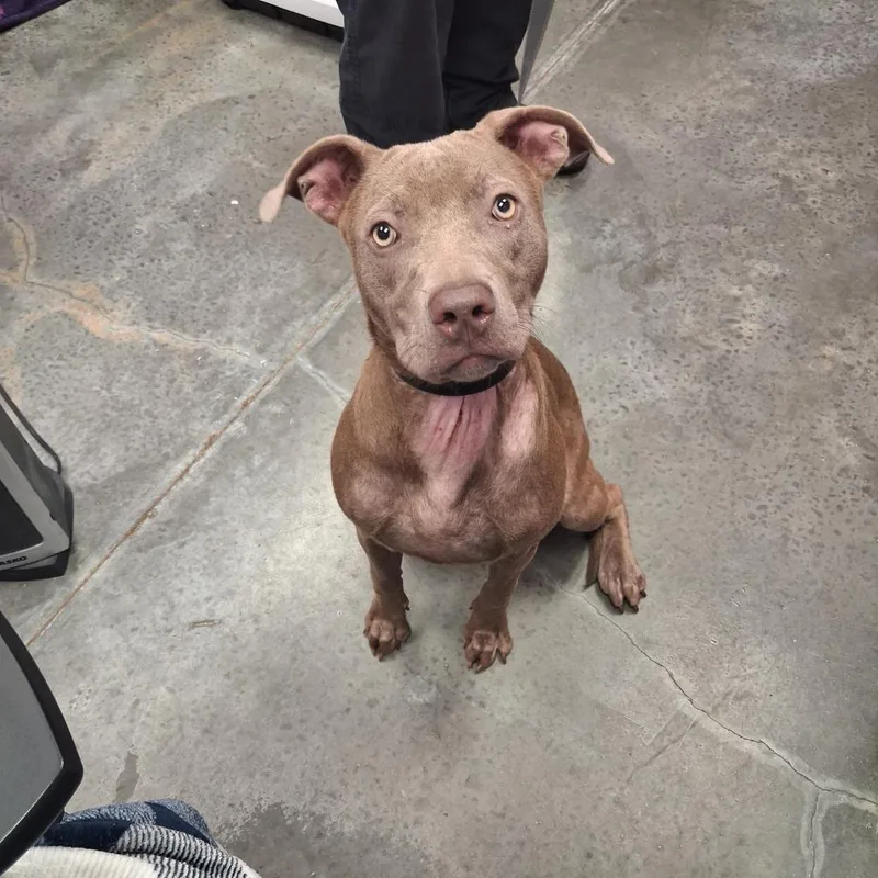 A young medium-sized female Pit Bull Terrier dog named Magic for adoption in Gautier, MS