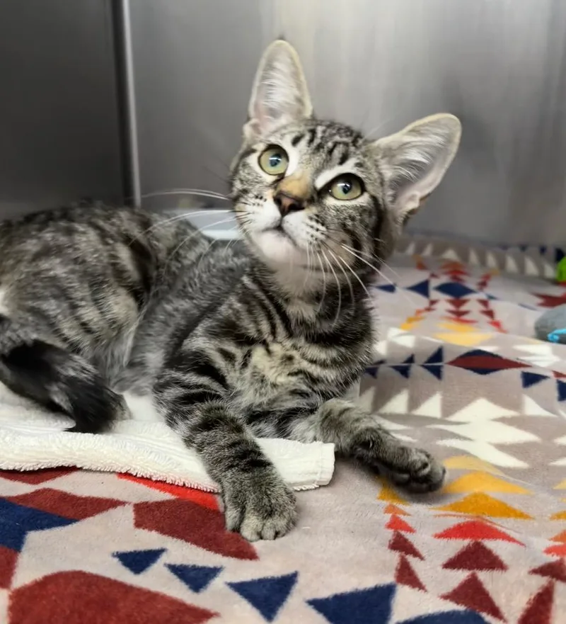 A baby small-sized female Domestic Short Hair cat named Amara for adoption in Grants Pass, OR