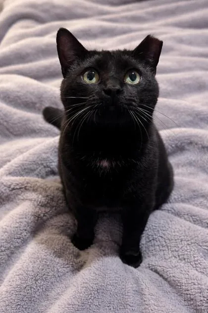 An adult large-sized male Domestic Short Hair cat named Ollie for adoption in Venice, FL