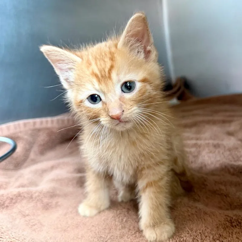 A baby small-sized male Orange / Red Domestic Short Hair cat named Louie for adoption in Council Bluffs, IA