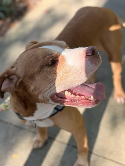 A senior large-sized male Mixed Breed dog named Hammond for adoption in Atlanta, GA