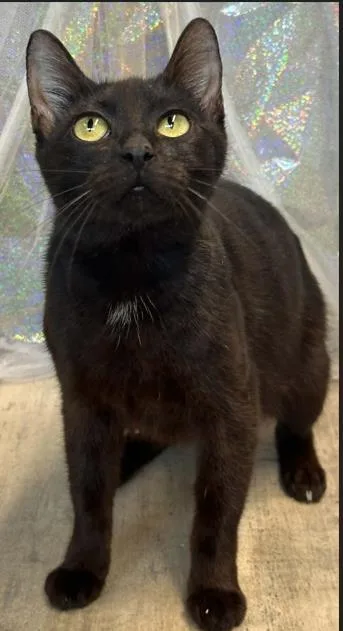 A young medium-sized female Domestic Short Hair cat named Lil Mama for adoption in Shreveport, LA