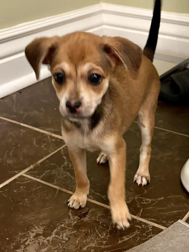 A baby small-sized female Chihuahua dog named Latte for adoption in Irwin, PA