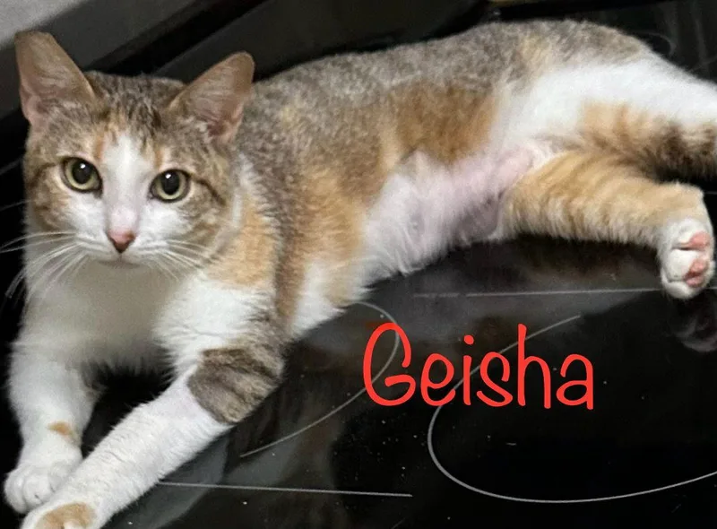 Geisha thumbnail 3