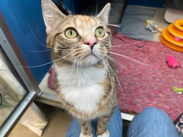 A young medium-sized female Domestic Short Hair cat named Reina for adoption in Fort Wayne, IN