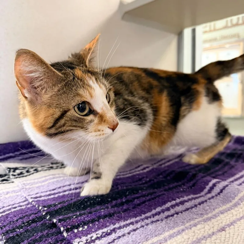 An adult medium-sized female Calico Domestic Short Hair cat named Eloise for adoption in Rifle, CO