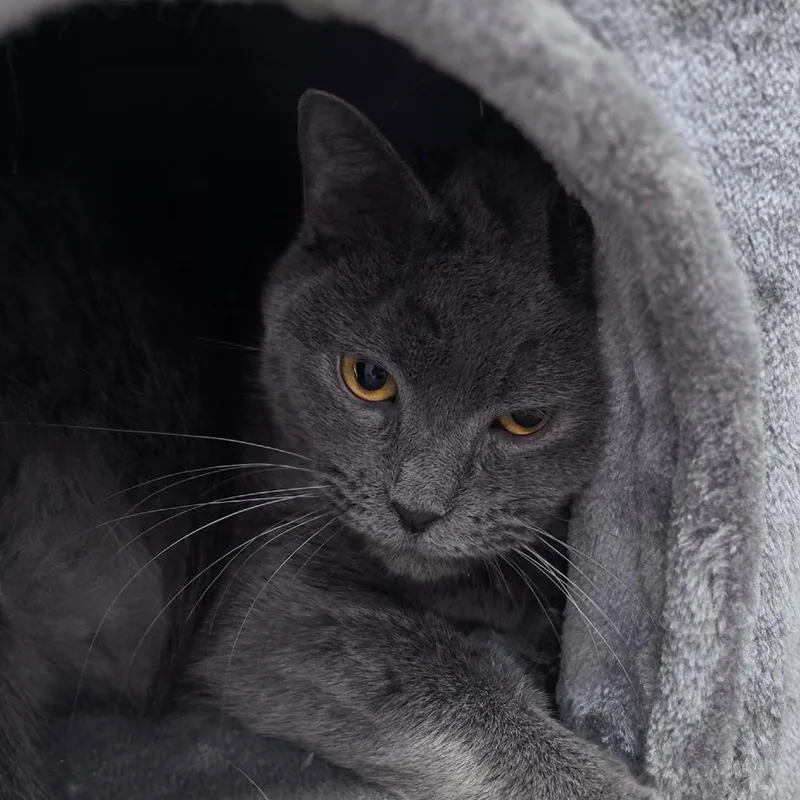 An adult large-sized male Gray / Blue / Silver Domestic Short Hair cat named Mishi for adoption in Muncie, IN