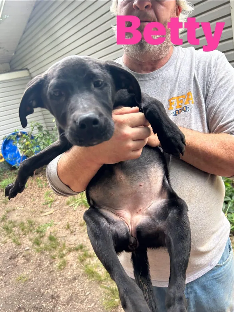 A young medium-sized female Black Labrador Retriever dog named Betty for adoption in Pine Bluff, AR