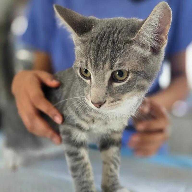 A baby small-sized male Gray / Blue / Silver Domestic Short Hair cat named Clay for adoption in Chapel Hill, NC