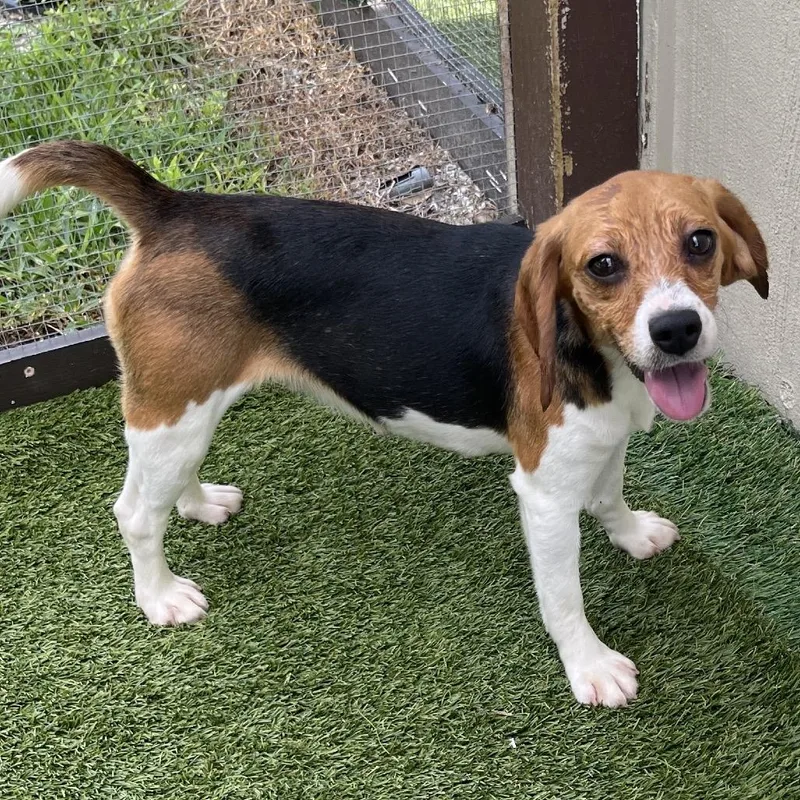 A young small-sized female Yellow / Tan / Blond / Fawn Beagle dog named Nacho for adoption in LOXAHATCHEE, FL
