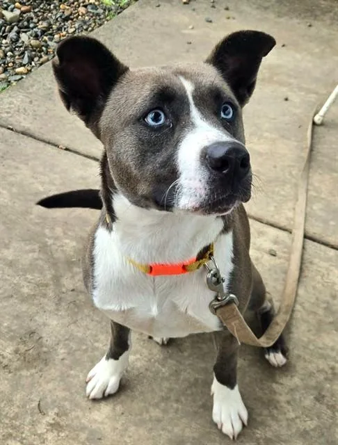 An adult large-sized female Siberian Husky dog named Ocean for adoption in Sacramento, CA
