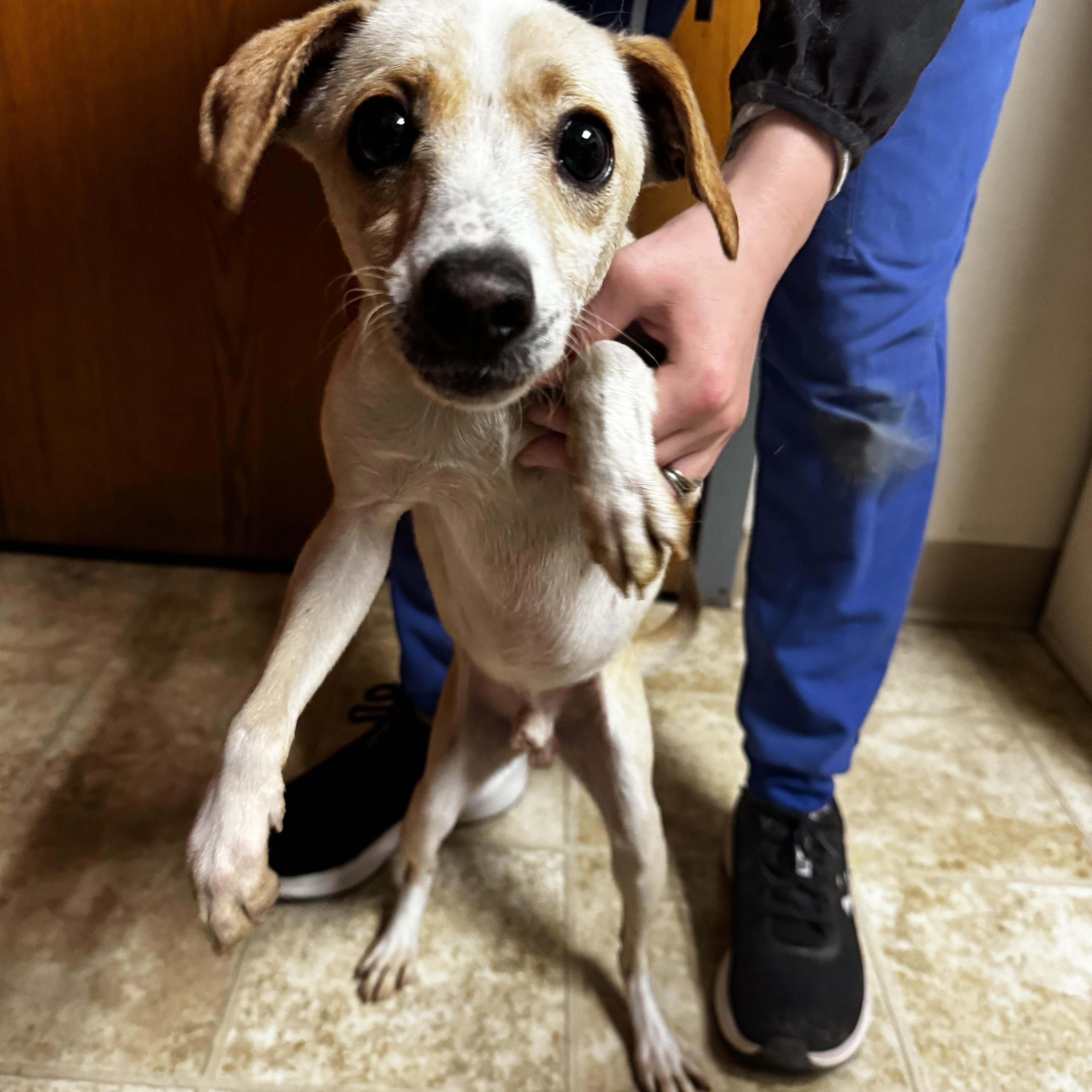 An adult small-sized male Yellow / Tan / Blond / Fawn Chihuahua dog named Jack for adoption in Dodgeville, WI