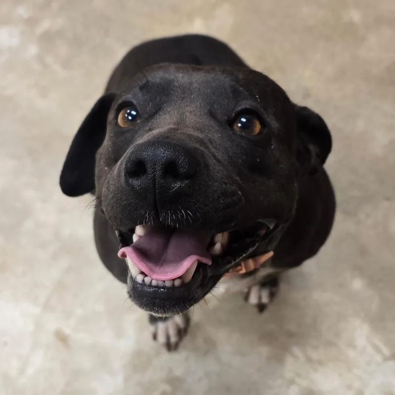 An adult medium-sized female Black Terrier dog named Pigeon U for adoption in Tupelo, MS