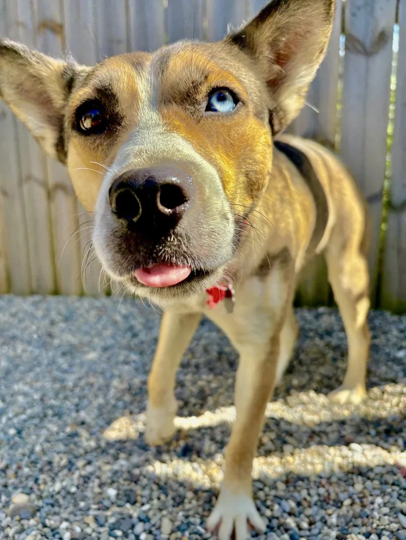 A young medium-sized female Husky dog named Cinnamon for adoption in Oxford, MI