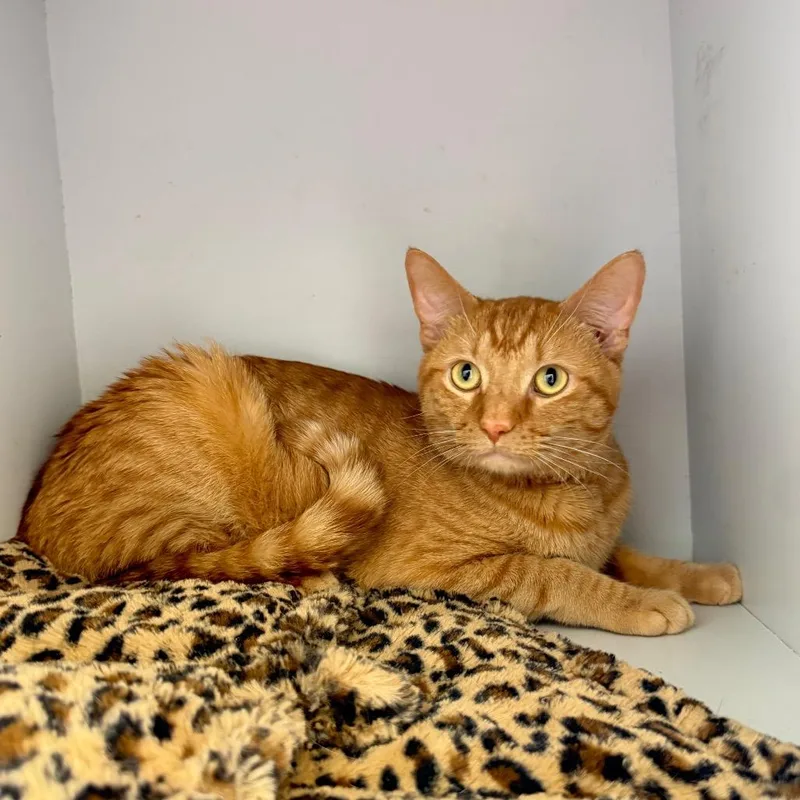 Puss In Boots thumbnail 2