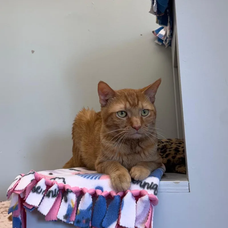 Puss In Boots thumbnail 3