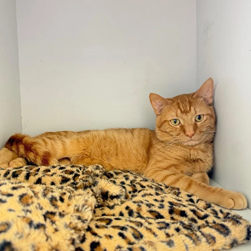 Puss In Boots thumbnail 4