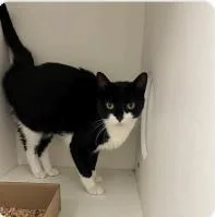 An adult medium-sized female Domestic Short Hair cat named Oreo Lola for adoption in West Chester, PA