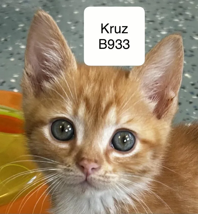 Kruz