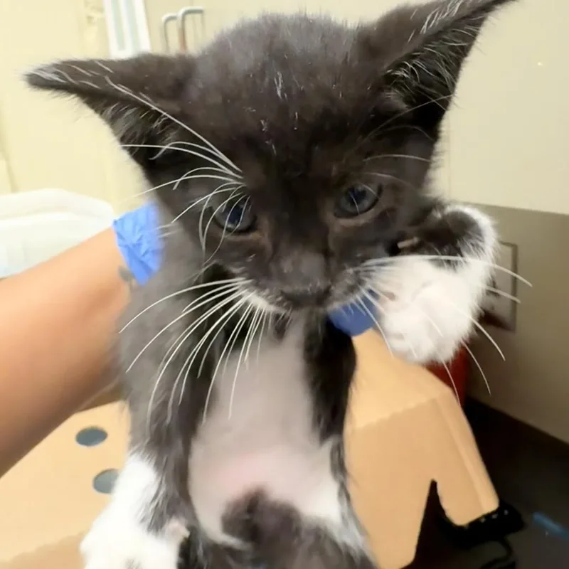 A baby small-sized male Black Domestic Short Hair cat named Zephyr for adoption in Columbus, GA