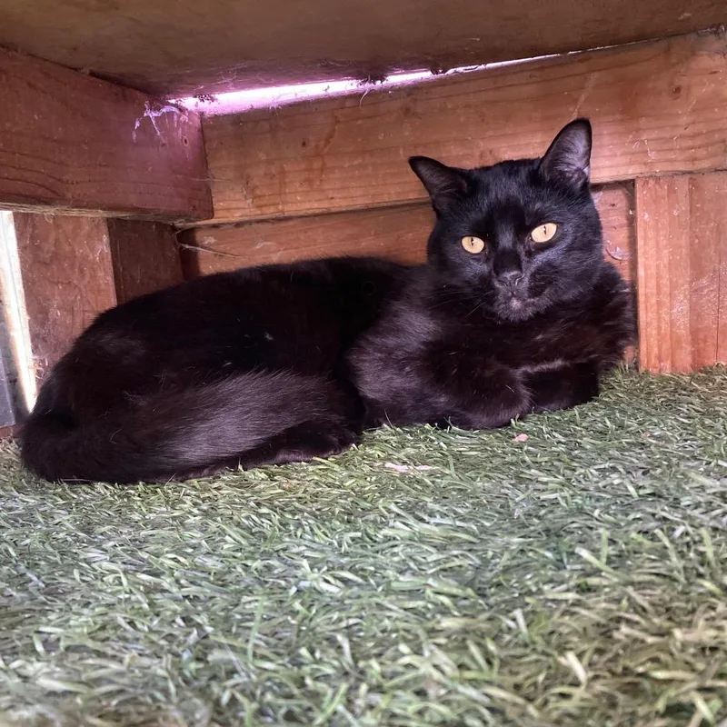An adult small-sized male Black Bombay cat named Shadow for adoption in San Pablo, CA