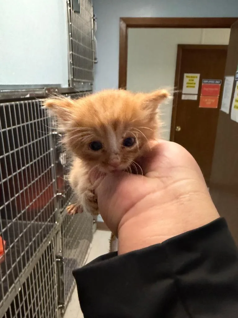 A baby small-sized male Tabby (Orange / Red) Domestic Long Hair cat named New Jersey for adoption in Columbus, NE
