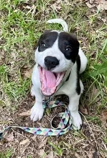 Jd