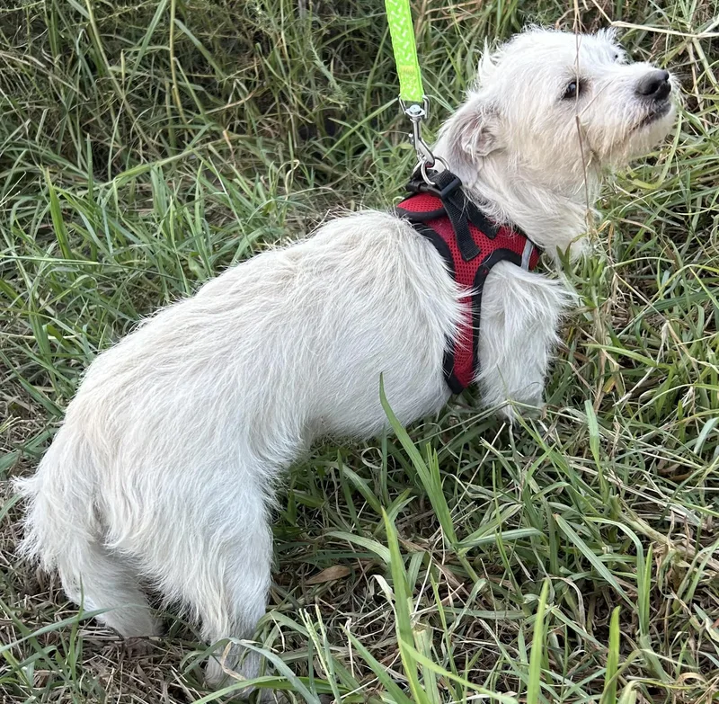 A young small-sized male White / Cream Dandie Dinmont Terrier dog named Tommy for adoption in Bell Gardens, CA