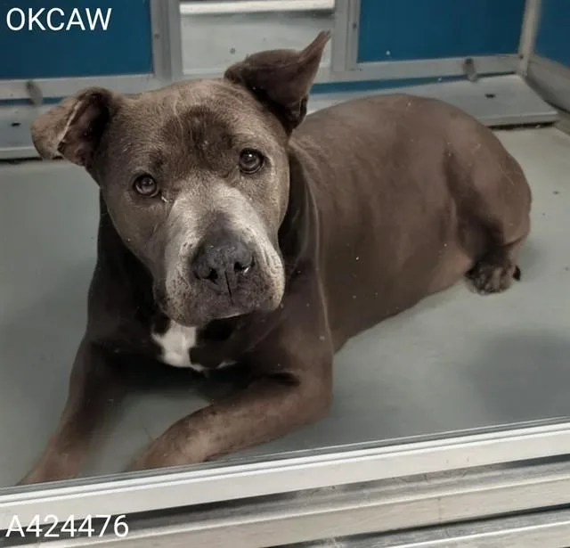 An adult large-sized female Pit Bull Terrier dog named Athena for adoption in Oklahoma City, OK