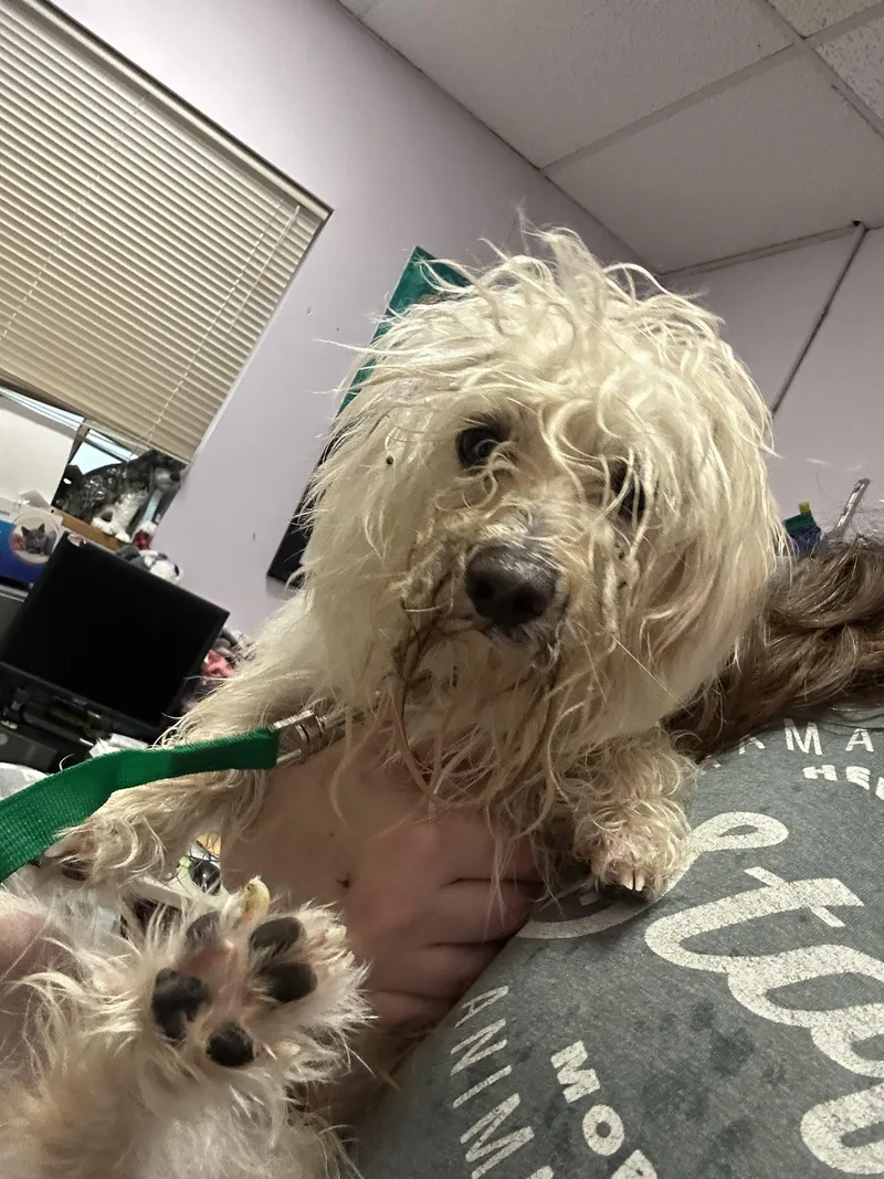 A young small-sized male Apricot / Beige Jack Russell Terrier dog named Frosty for adoption in Oak Ridge, NJ