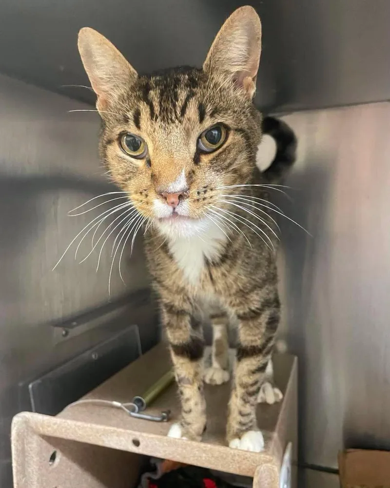An adult medium-sized male Domestic Short Hair cat named Jimboy for adoption in Stillwater, OK
