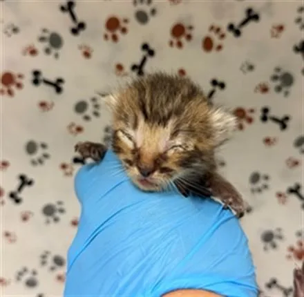 A baby small-sized male Domestic Short Hair cat named Benji for adoption in Riverside, CA