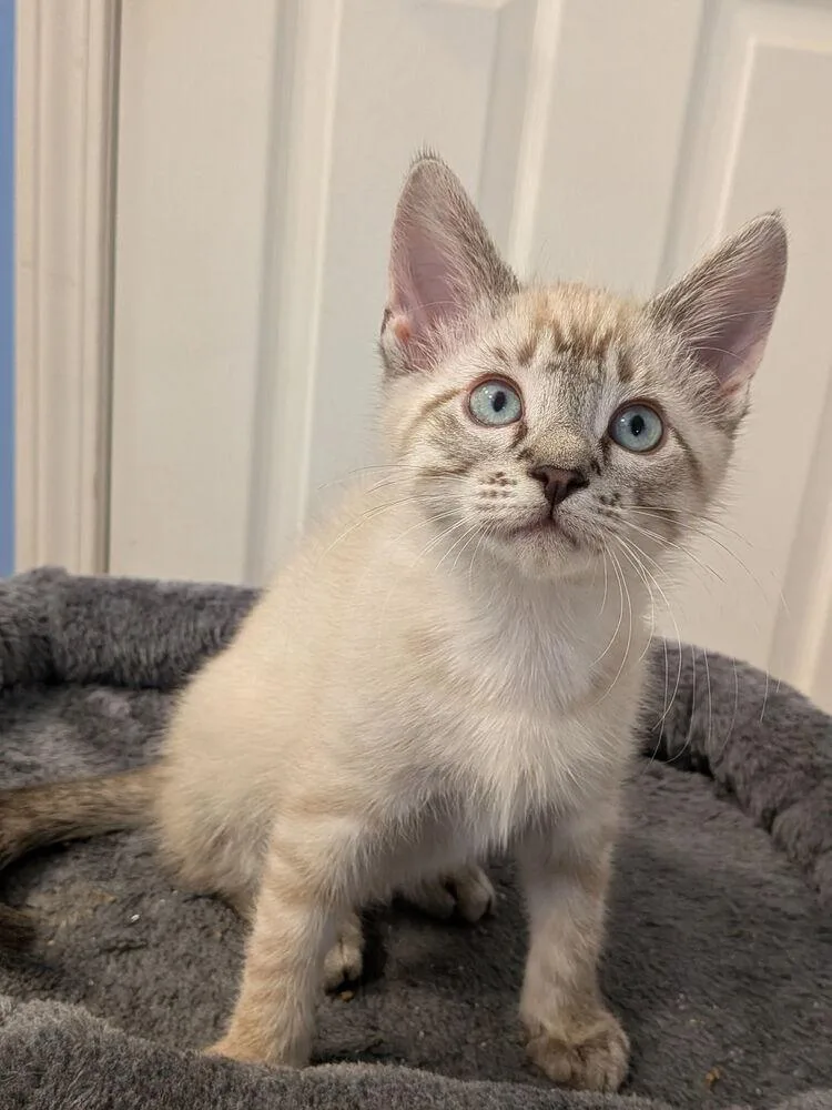A baby small-sized male White Siamese cat named Casper H for adoption in Cary, NC