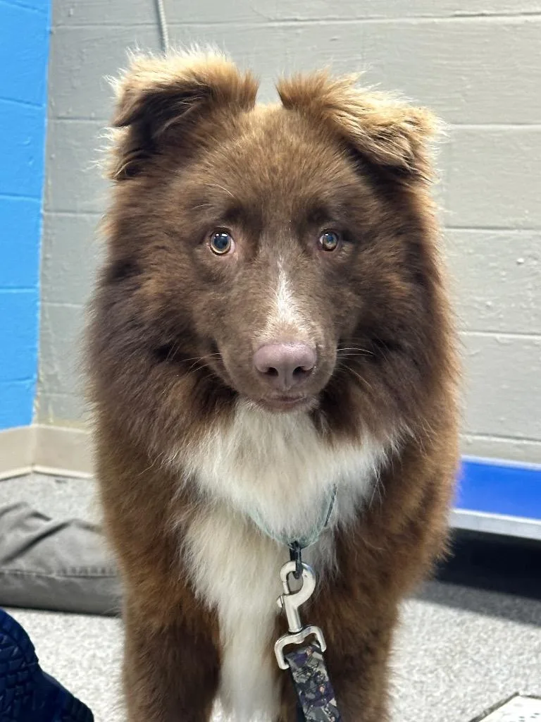 Chewy