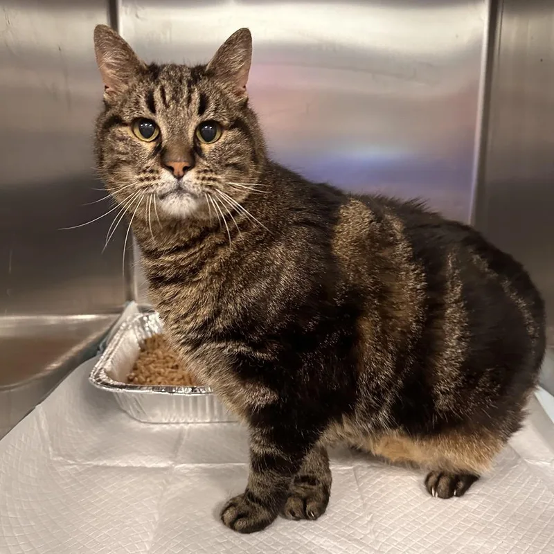 An adult large-sized male Brown / Chocolate Domestic Short Hair cat named Big Thunder Mountain for adoption in Greensboro, NC
