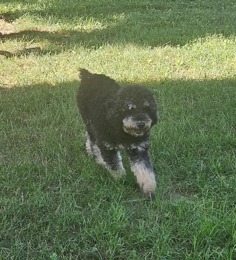 An adult medium-sized female Miniature Poodle dog named Maya for adoption in Richmond, KY