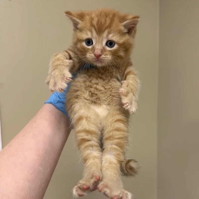 A baby small-sized male Orange / Red Domestic Short Hair cat named E for adoption in Birmingham, AL