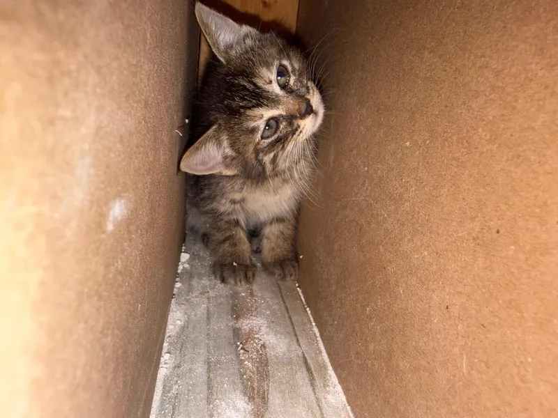 A baby large-sized female Maine Coon cat named Cher for adoption in New Braunfels, TX