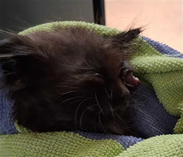 A baby small-sized female Domestic Short Hair cat named A for adoption in Chula Vista, CA