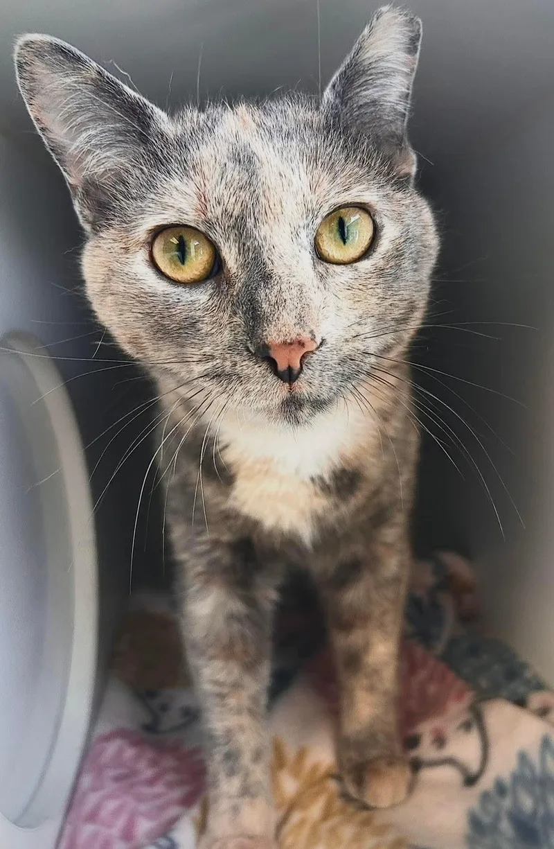 An adult medium-sized female Domestic Short Hair cat named Skye for adoption in Gettysburg, PA