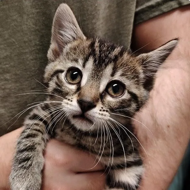 A young small-sized female Buff / Tan / Fawn American Wirehair cat named Shiva for adoption in Indiana, PA