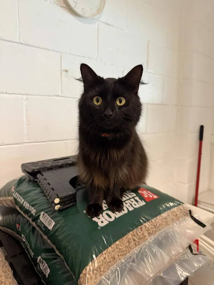An adult medium-sized male Black Domestic Long Hair cat named Thomas for adoption in Ferndale, MI