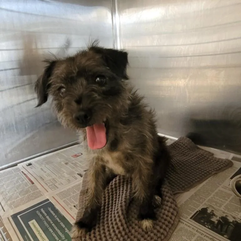 A young medium-sized male Mixed Breed dog named Vigo for adoption in Los Angeles, CA