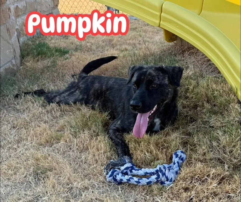 Pumpkin