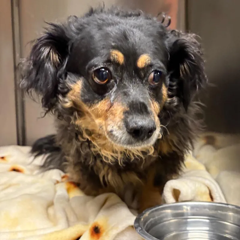 An adult small-sized female Black Chihuahua dog named Darlene for adoption in Yuma, AZ