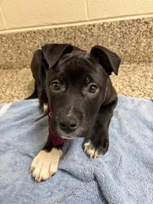 A baby small-sized female Pit Bull Terrier dog named Francesca for adoption in Westland, MI
