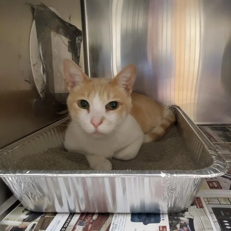 A senior large-sized male Orange / Red Domestic Short Hair cat named Malcom for adoption in Milton, FL
