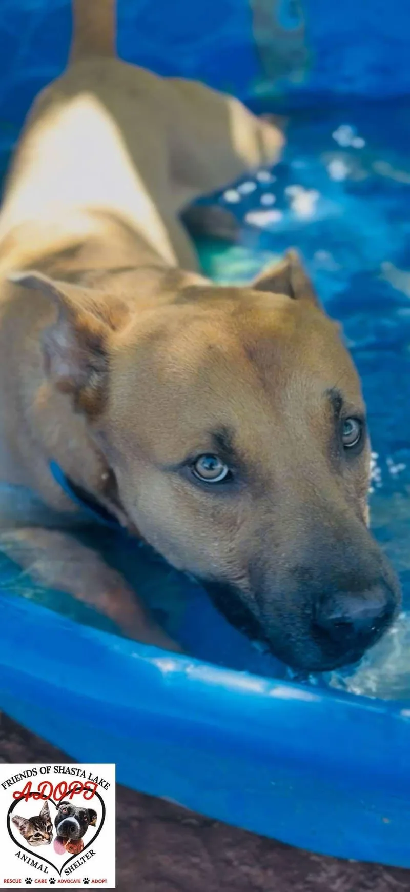 Scooby