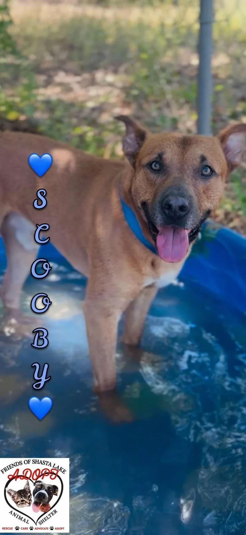 Scooby thumbnail 3
