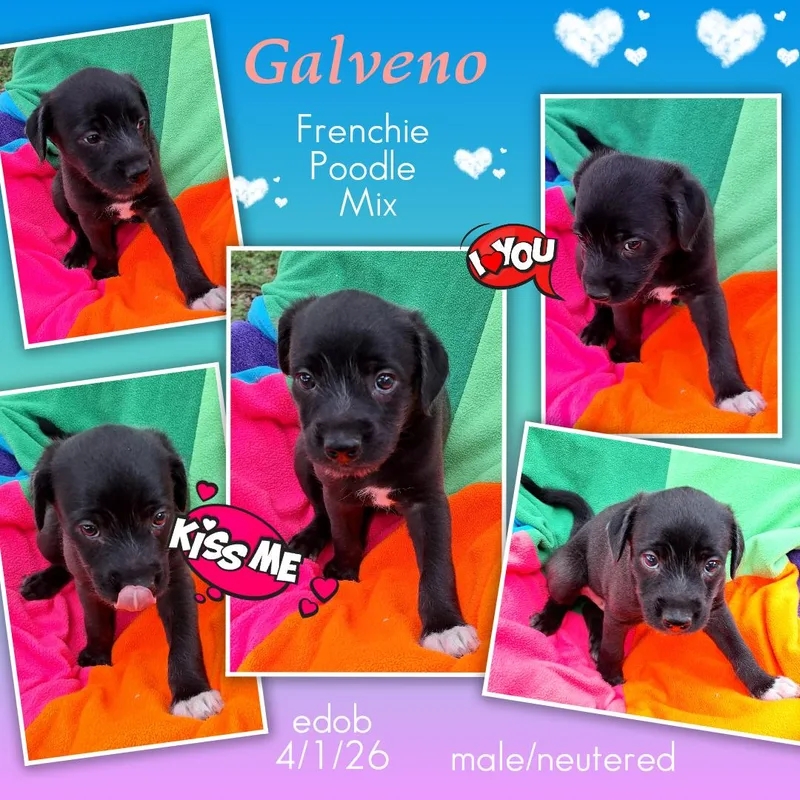 A baby medium-sized male Black French Bulldog dog named Galveno MVT for adoption in Missouri City, TX